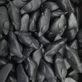 Souris noire Frisia